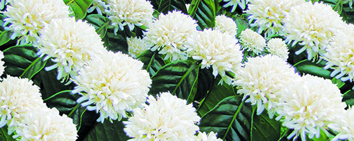 Hoa cà phê tây nguyên Mat ong hoa ca phe tay nguyen