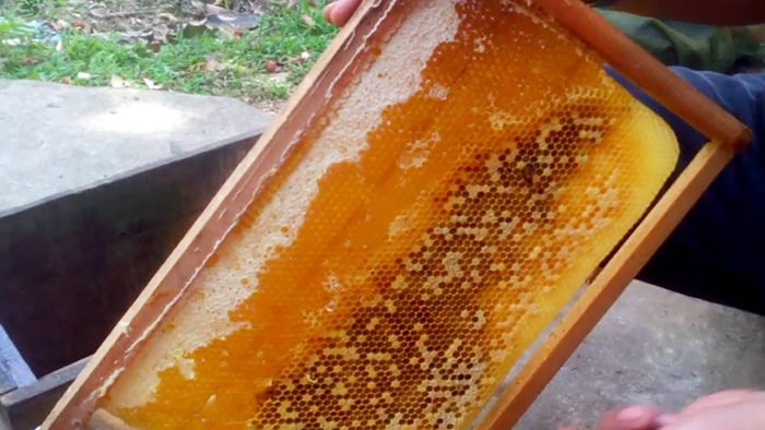 mật ong hoa cà phê Đắk Lắk Mat ong hoa ca phe