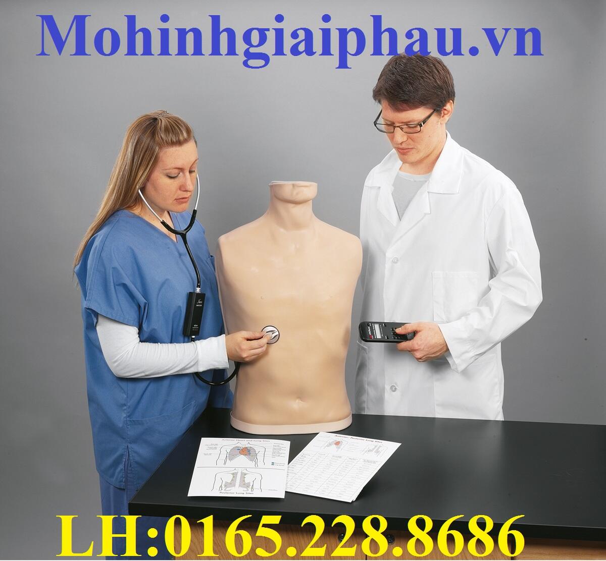 Mô hình thực hành nghe tim phổi