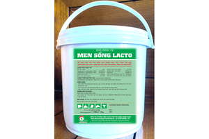 MEN SỐNG LACTO