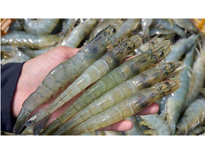 Men vi sinh là gì, sử dụng men vi sinh trong nuôi trồng thủy sản như thế nào?