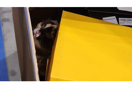 Mèo 'du lịch' bất đắc dĩ 1.000 km suốt 6 ngày trong kiện hàng