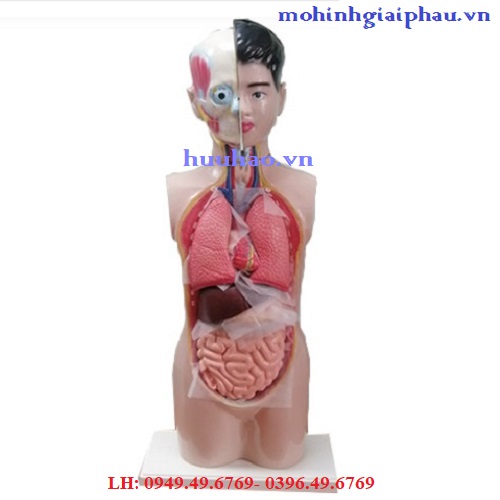 Mô hình giải phẫu cơ quan nội tạng bán thân 70cm