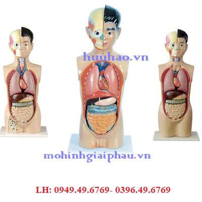 Mô hình cơ thể người phần thân kèm nội tạng cho dạy học  Shopee Việt Nam