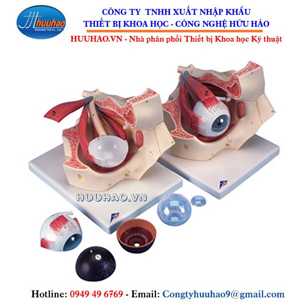 Mô hình cấu tạo mắt