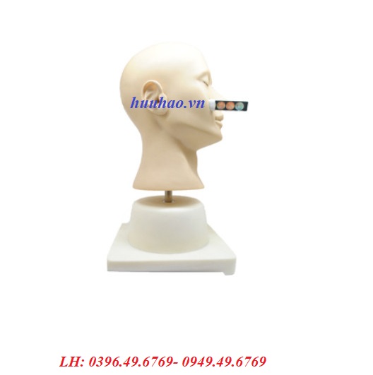 Mô hình khám tai và bệnh lý của tai