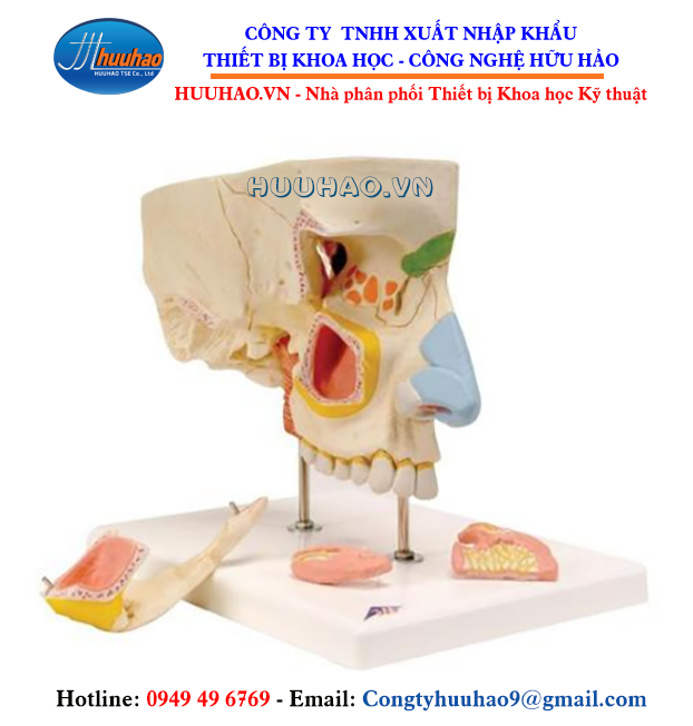 Mô hình giải phẫu xoang mũi