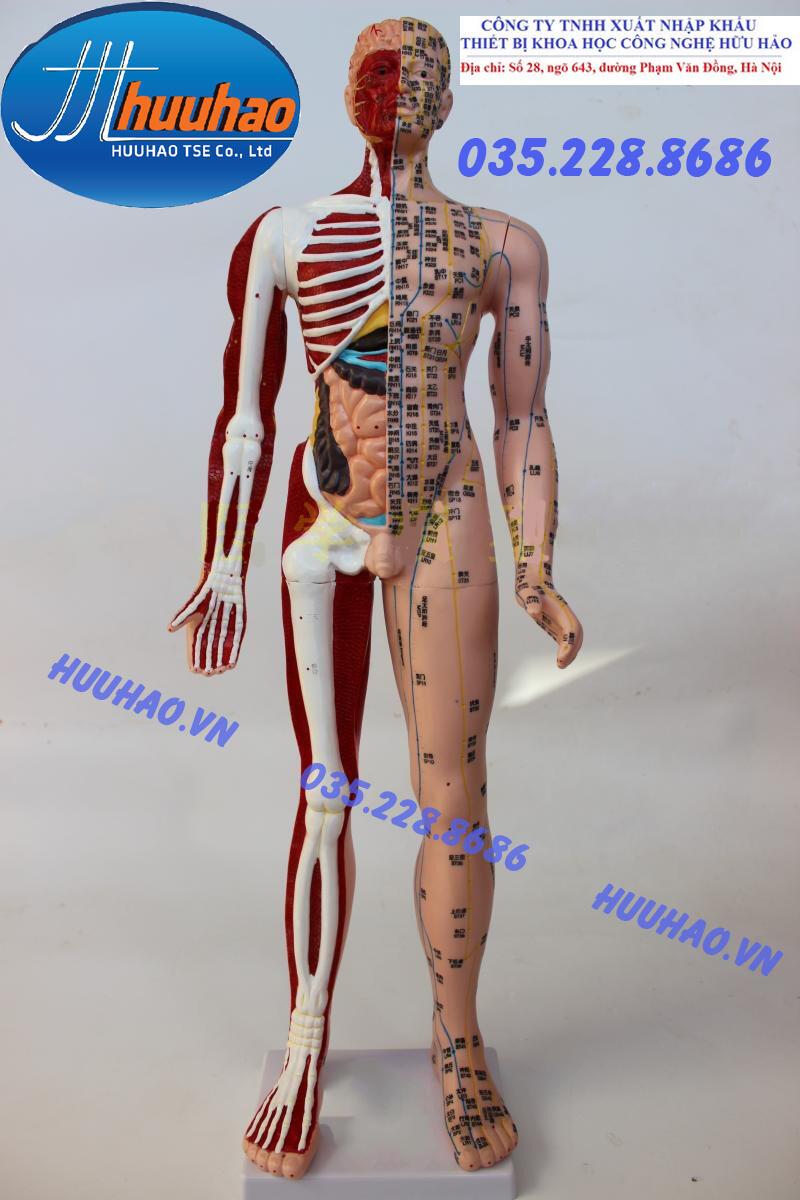 Mô hình huyệt vị cao 85 cm nửa xương nửa cơ - Công ty Hữu Hảo