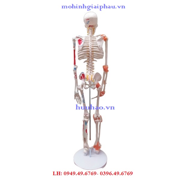 Mô hình bộ xương người 85cm