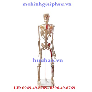 Mô hình bộ xương người 85cm