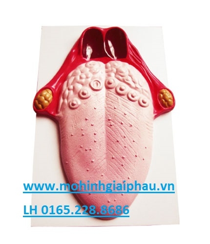 Mô hình giải phẫu lưỡi