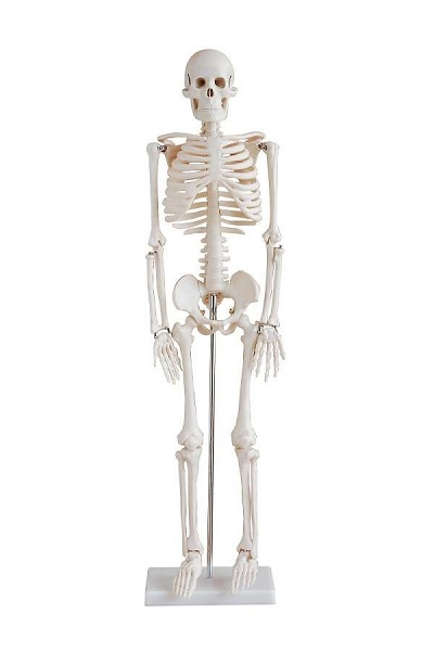Mô hình bộ xương người trắng 85cm