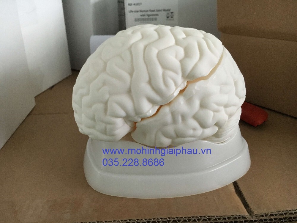 Mô hình não người