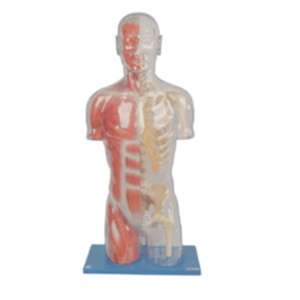 Mô hình nửa thân trong suốt có xương và cơ