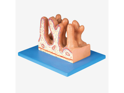 Mô hình bề mặt bên trong của hỗng tràng