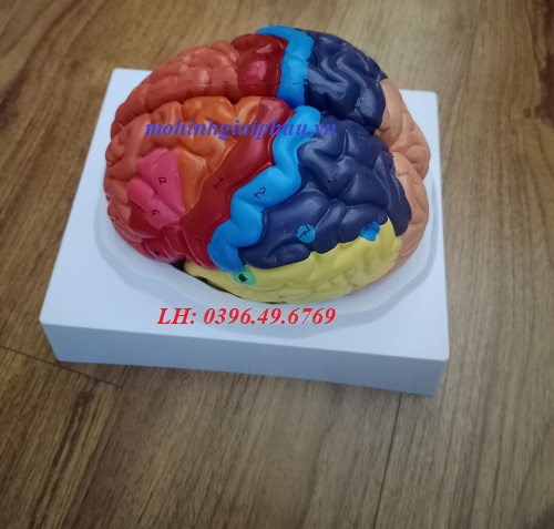 Mô hình bộ não cơ sơn màu