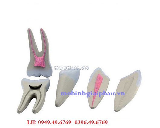 Mô hình bộ răng Model GD0311