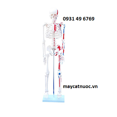 Mô hình bộ xương người 1 bên sơn cơ 85cm