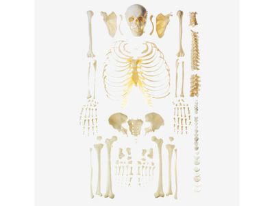 Mô hình bộ xương người có thể tháo rời