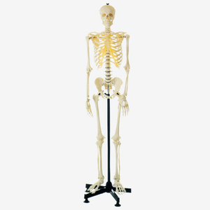 Mô hình bộ xương người cỡ chuẩn GD/A11101