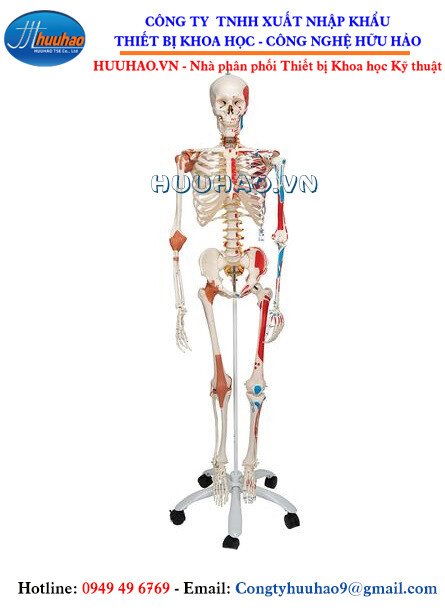 Mô hình bộ xương người gắn kết