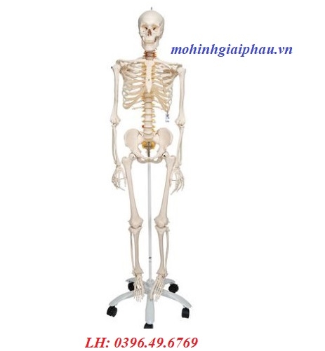 Mô Hình Bộ Xương Người Linh Hoạt 1020178