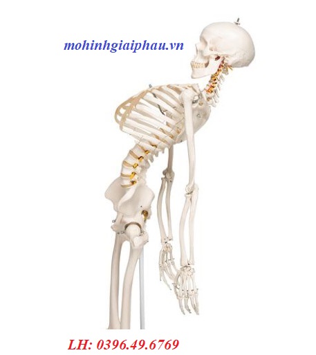 Mô hình giải phẫu xương người 1020178