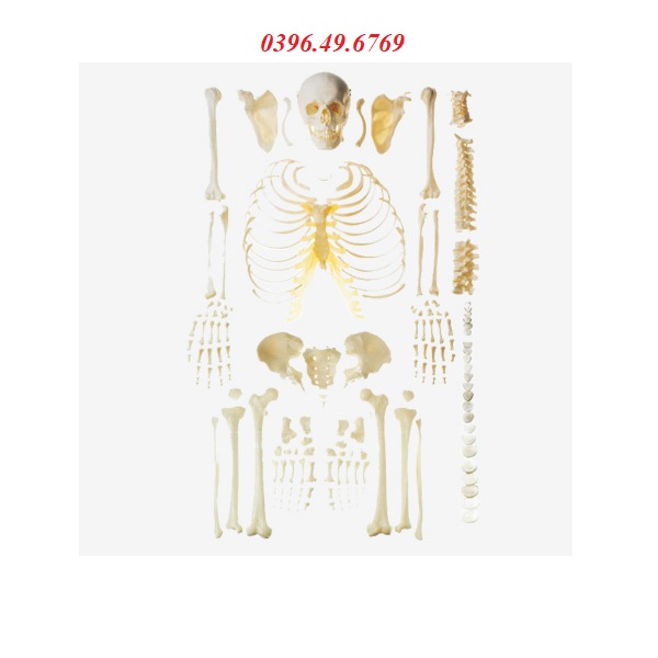 MÔ HÌNH BỘ XƯƠNG NGƯỜI RỜI TỪNG PHẦN GD/A11103