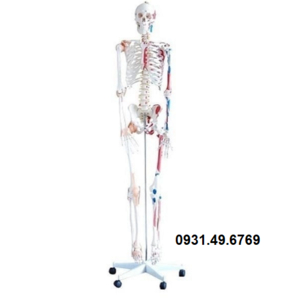 MÔ HÌNH BỘ XƯƠNG NGƯỜI SƠN CƠ VÀ CÓ DÂY CHẰNG 180CM