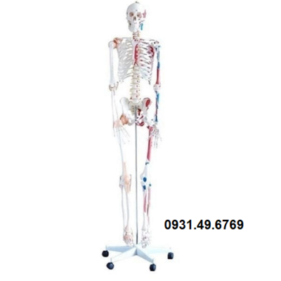 MÔ HÌNH BỘ XƯƠNG NGƯỜI SƠN CƠ VÀ CÓ DÂY CHẰNG 180CM