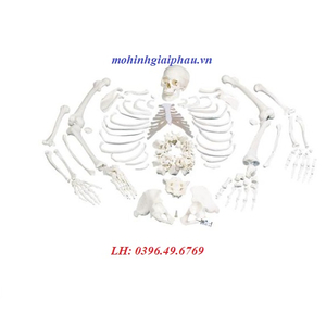 Mô hình bộ xương người tháo rời 1020157