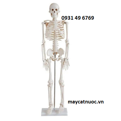 Mô hình bộ xương người trắng cao 85cm