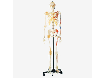 Mô hình bộ xương người và cơ bắp