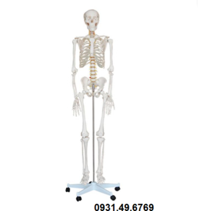 MÔ HÌNH BỘ XƯƠNG NGƯỜI TRẮNG 180CM