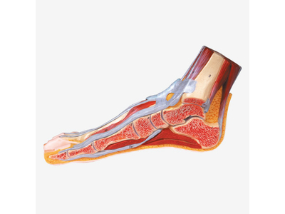 Mô hình cắt đứng dọc bàn chân