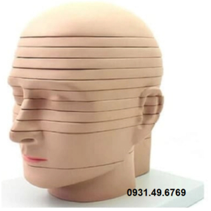 MÔ HÌNH CẮT LỚP NGANG ĐẦU MẶT CỔ 12 LÁT