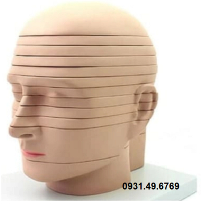 MÔ HÌNH CẮT LỚP NGANG ĐẦU MẶT CỔ 12 LÁT