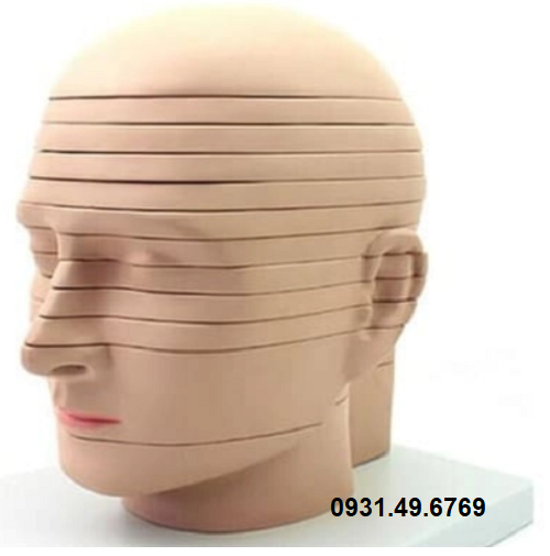 MÔ HÌNH CẮT LỚP NGANG ĐẦU MẶT CỔ 12 LÁT