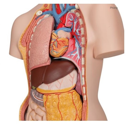 Mô hình cơ thể người hệ cơ với nội tạng GDA10001