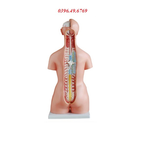 MÔ HÌNH CẤU TẠO CƠ THỂ NGƯỜI CÓ NỘI TẠNG BÁN THÂN 85CM 23 PHẦN THÁO RỜI