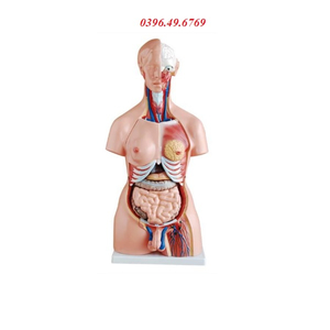 MÔ HÌNH CẤU TẠO CƠ THỂ NGƯỜI CÓ NỘI TẠNG BÁN THÂN 85CM 23 PHẦN THÁO RỜI