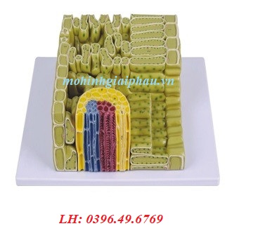 Mô hình cấu trúc lá cây