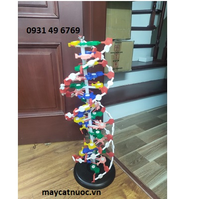 Mô hình cấu trúc phân tử của DNA