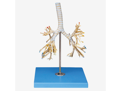 Mô hình cây phế quản