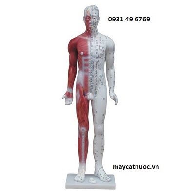 MÔ HÌNH CHÂM CỨU TOÀN THÂN 60CM 1 BÊN SƠN CƠ
