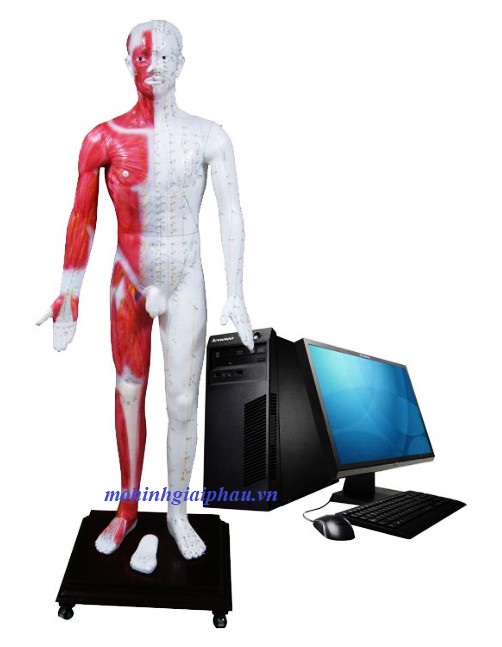 Mô hình châm cứu phát quang đa phương tiện trên cơ thể người