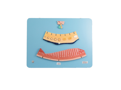 Mô hình chu kỳ kinh nguyệt