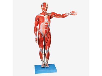 Mô hình cơ bắp nam giới