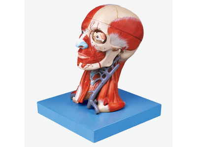 Mô hình cơ bắp ở đầu