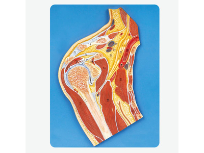 Mô hình cơ khớp vai